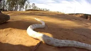Corn Snake - Nice GoPro Shooting