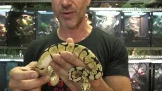 Bumblebee Ball Pythons for Sale. Buy at Big Apple Pet with Same Day Shipping.