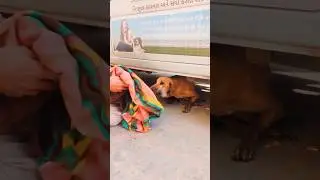 Suspected Rabies Case Rescued from Locality