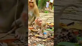 #animals #sovana #babyanimals #sovanafamily #babymonkeys #cute #sovanamonkey #babyprimates