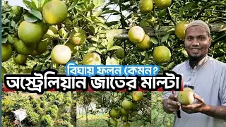 অস্ট্রেলিয়ান মাল্টায় চমৎকার ফলন পেয়েছেন পীরগজ্ঞের রিয়ন ভাই | চাষ পদ্ধতি  A to Z 