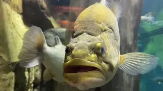 10 Minutes Cabelas Aquarium
