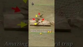 Pigeon trap | bird trap | sparrow birds #shorts #youtubeshorts #ytshorts