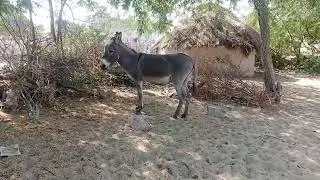 Donkey Mating Animal MatIng Donkey Video #mating 