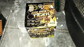 Golden tiger Nico (product video)