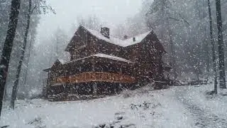 Snowstorm and Wind in the Winter Forest | Blizzard Sounds for Sleep, Relaxation, and Calm