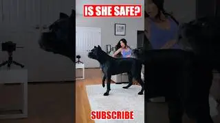 Is She Safe? #canecorso #dog #shorts #crime