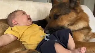 SEVEN GERMAN SHEPHERDS PROTECT BABY LIKE SHE'S THEIR OWN PUPPY