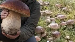 Plantation of the best porcini mushrooms There was no such thing for 100 years!