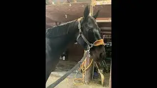 Jealous Jealous Jealous girl💅 #horse #equestrian