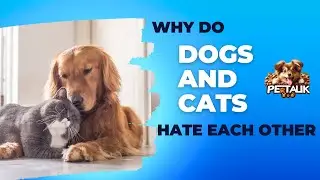 Why do Dogs and Cats Hate Each Other??? #pettalk