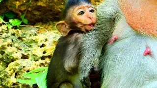 Timo hungry  so much mum not accepted until baby angry, Baby feel tired much , Cute timo 132