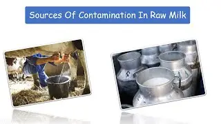 Sources Of Contamination in Milk