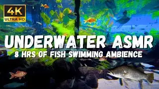 Underwater asmr Sounds: Immersive Ambience: Experience These Calming Relaxation Sounds