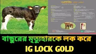 বাছুরের মৃত্যুহারকে লক করে IG LOCK GOLD | ACI ANIMAL HEALTH PRODUCT | ANIMAL HEALTH CARE