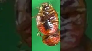 The beetle&rsquo;s mating season is 3 hours and 40 minutes