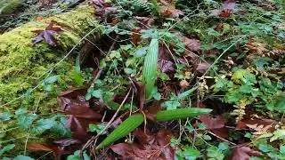 Пальмы Trachycarpus fortunei var. swampsonii растут в диком виде на лесной тропе.