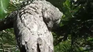 M&atilde;e-da-lua-gigante (Nyctibius grandis)
