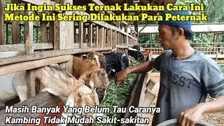 Beberapa Kesalahan Peternak Sehingga Banyak Yang Gagal/Rugi Besar 