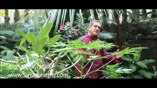 Mango Fruit Online  - Savani Farms
