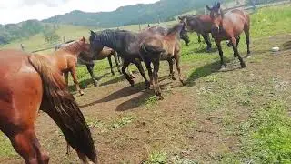 Русский Тяжеловоз Тральщик 4 года