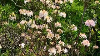 The Beautiful and Vibrant Azalea Flowers Blooming Gracefully in Natures Splendor