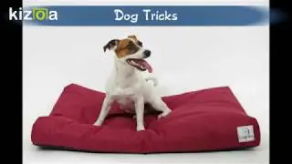Dog Tricks - Jack Russell Terrier Pysia i psie triki