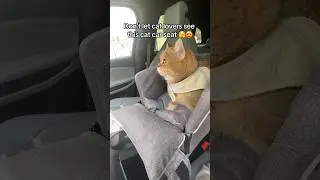 🤫 Don&rsquo;t let cat lovers see this, our Gentle Paws Cat Car Seat is the secret to stress-free travel ✨