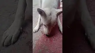 🐶 Dog Tastes Indian Sweet Barfi &ndash; Funny Reaction | Must Watch! 🇮🇳🍬
