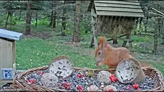 Veverky, je n&aacute;s hodně