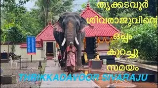 തൃക്കടവൂർ ശിവരാജുവിന്റെ ഒപ്പം, Thrikkadavoor Sivaraju, #thrikkadavoorshivaraju, #elephantvideo 