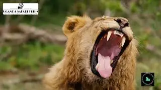 THE BIG FIVE SAFARI IN UGANDA