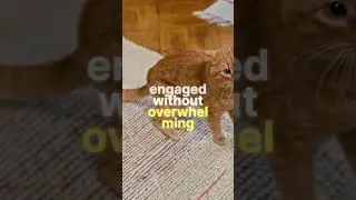 Understanding Cat Overstimulation Signs