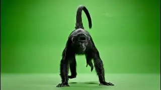 Intense Monkey Funny Green Screen VFX: Dynamic Ape Movement for Engaging Content