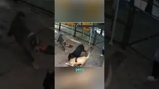 Este doberman pone a raya a otro perro maleducado #shorts #perros
