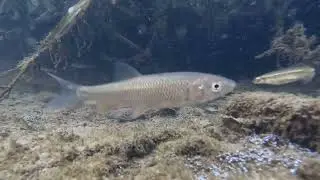 AHR-quarium 2023 - fish recovery the river Ahr after flood in summer 2021
