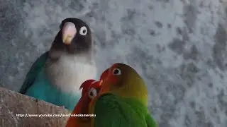 2 Hours Lovebirds Sounds Aviary Series V7 - April 2019