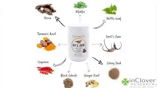Connectin: Hip and Joint Supplement for Dogs