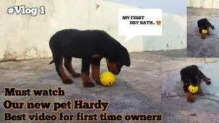 Our New Dog Hardy || The Rottweiler || First Dry Bath || First Time Owner || #rottweiler #rottpuppy