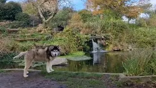 Husky Explores The City And Cathedral of Bristol