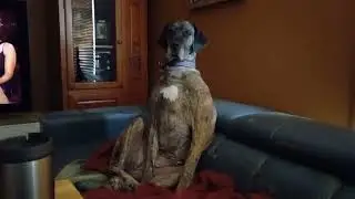 The First Dog-Human Hybrid, Sitting Upright Like a Proper Dog-Human Should