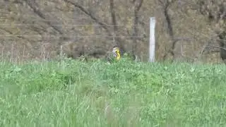 Eastern Meadowlark iNat 276760669