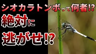 【ゆっくり】まさかの絶滅危機！白い粉が魅力なシオカラトンボの生態とは⁉