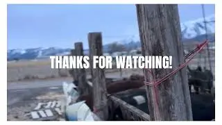 Broken feeders, over filled silos, and wind how we feed are showpig sow herd.