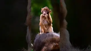 Sony FE100-400 Wildlife photography #camera #photography #animals #sony