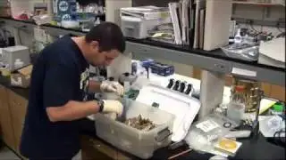 Social Insects - NSF Science Nation