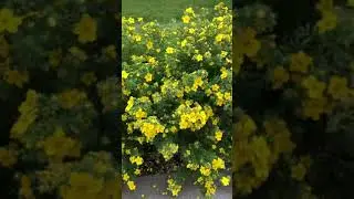Anchorage Alaska flowers in my garden