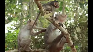 Maha Nokor Mokeys Group,How To See Monkey Miyeon Climb The Tree,Miyie Play With Miyeon Monkey