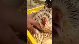 Don't touch me #chicken #animals #birds #childhood #nature #wintervibes #aviary
