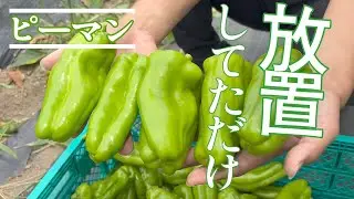 【ピーマン】まさかの放置していたらこんな状況になってました